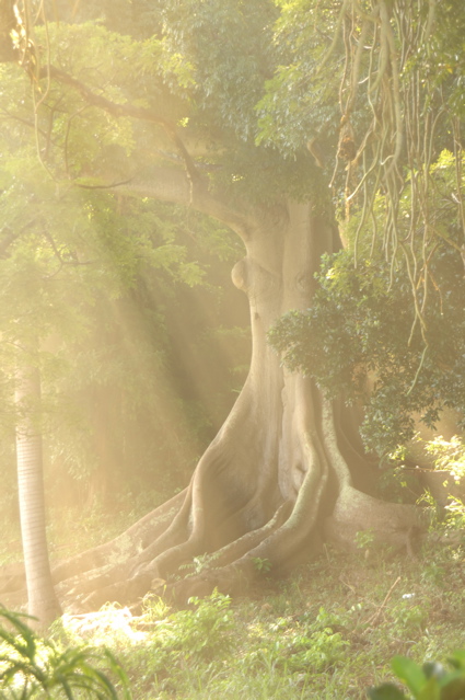 tryallclubjamaica0180