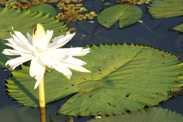 tryallclubjamaica0325