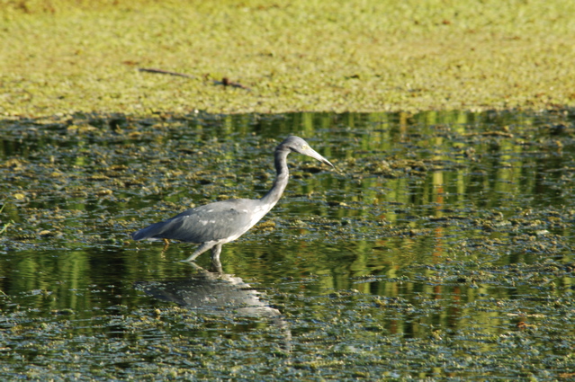 tryallclubjamaica0327