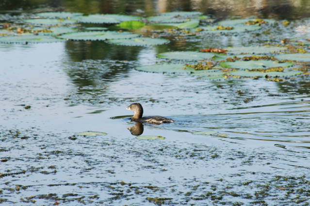 tryallclubjamaica0328