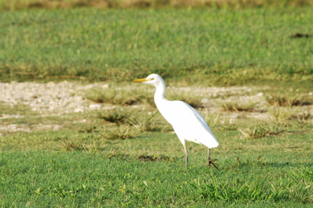 tryallclubjamaica0329