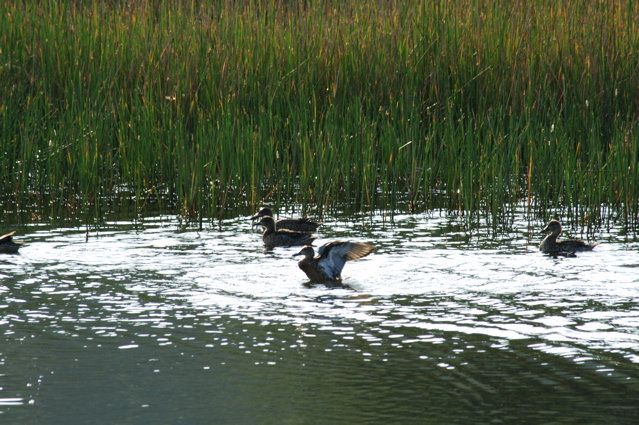 tryallclubjamaica0332