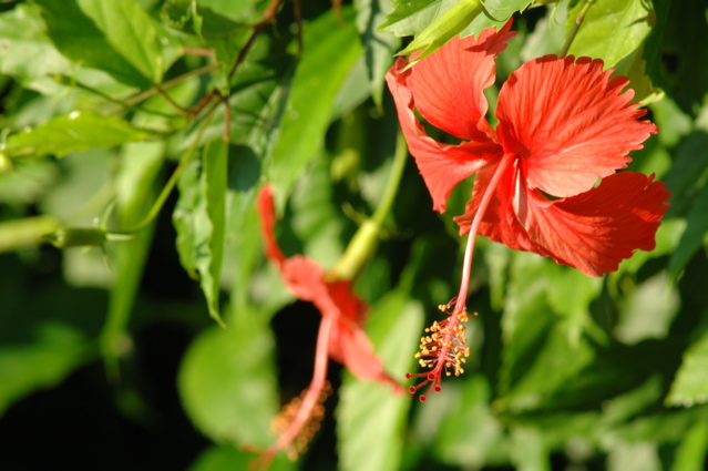 tryallclubjamaica0334