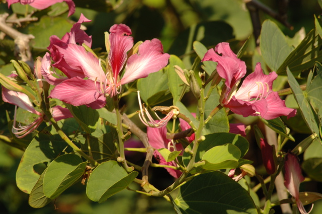 tryallclubjamaica0336