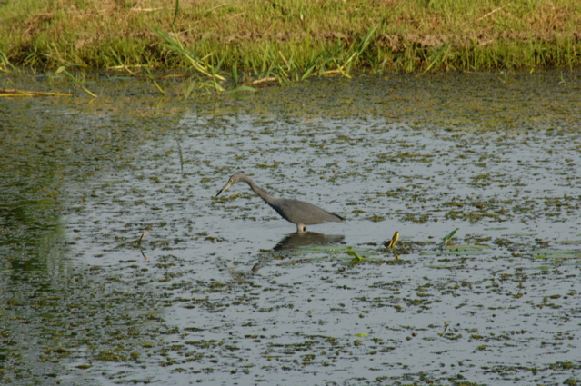 tryallclubjamaica0339