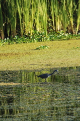 tryallclubjamaica0326