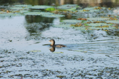 tryallclubjamaica0328