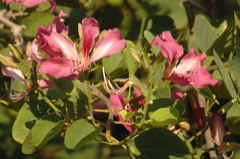 tryallclubjamaica0336